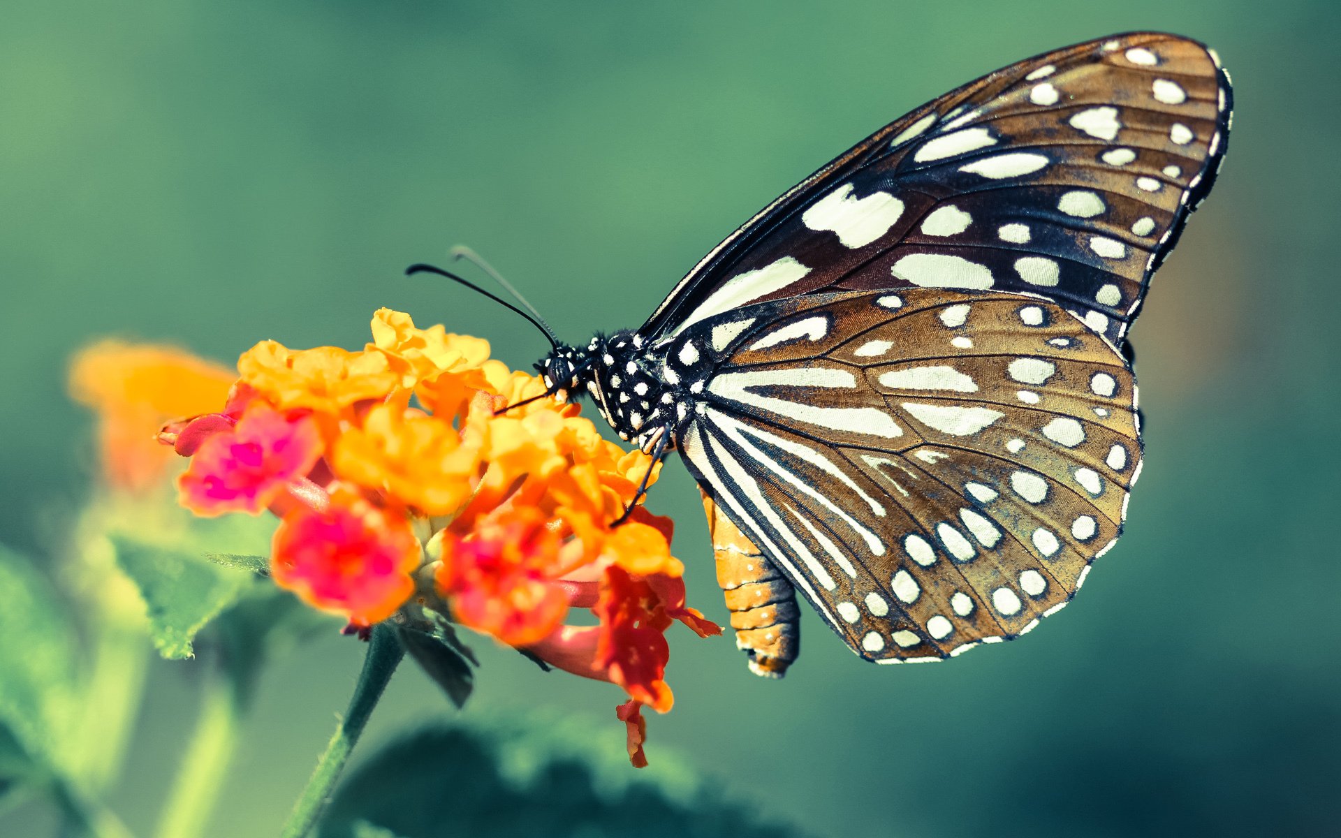 杜兰特统治全场,灰熊关键战突围广东队